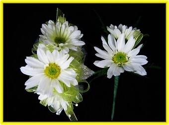 DAISY PACKAGE WRIST CORSAGE AND BOUTONNIERE