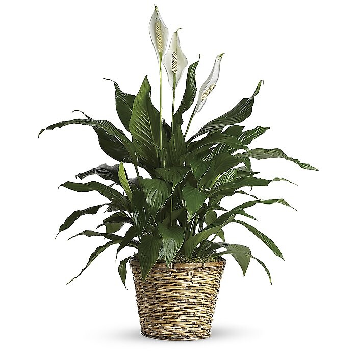 Simply Elegant Spathiphyllum (Peace Lily) - Medium